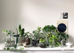 家居綠植養(yǎng)護(hù)秘籍 給連綠蘿都能養(yǎng)死的你